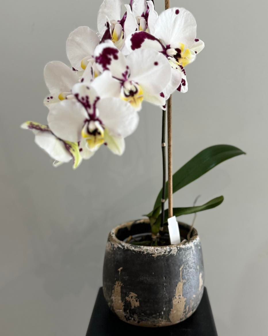 White Orchid With Purple Spots in a Dark, Distressed Pot — J'adore Flowers & Gifts Cairns in Stratford, VIC