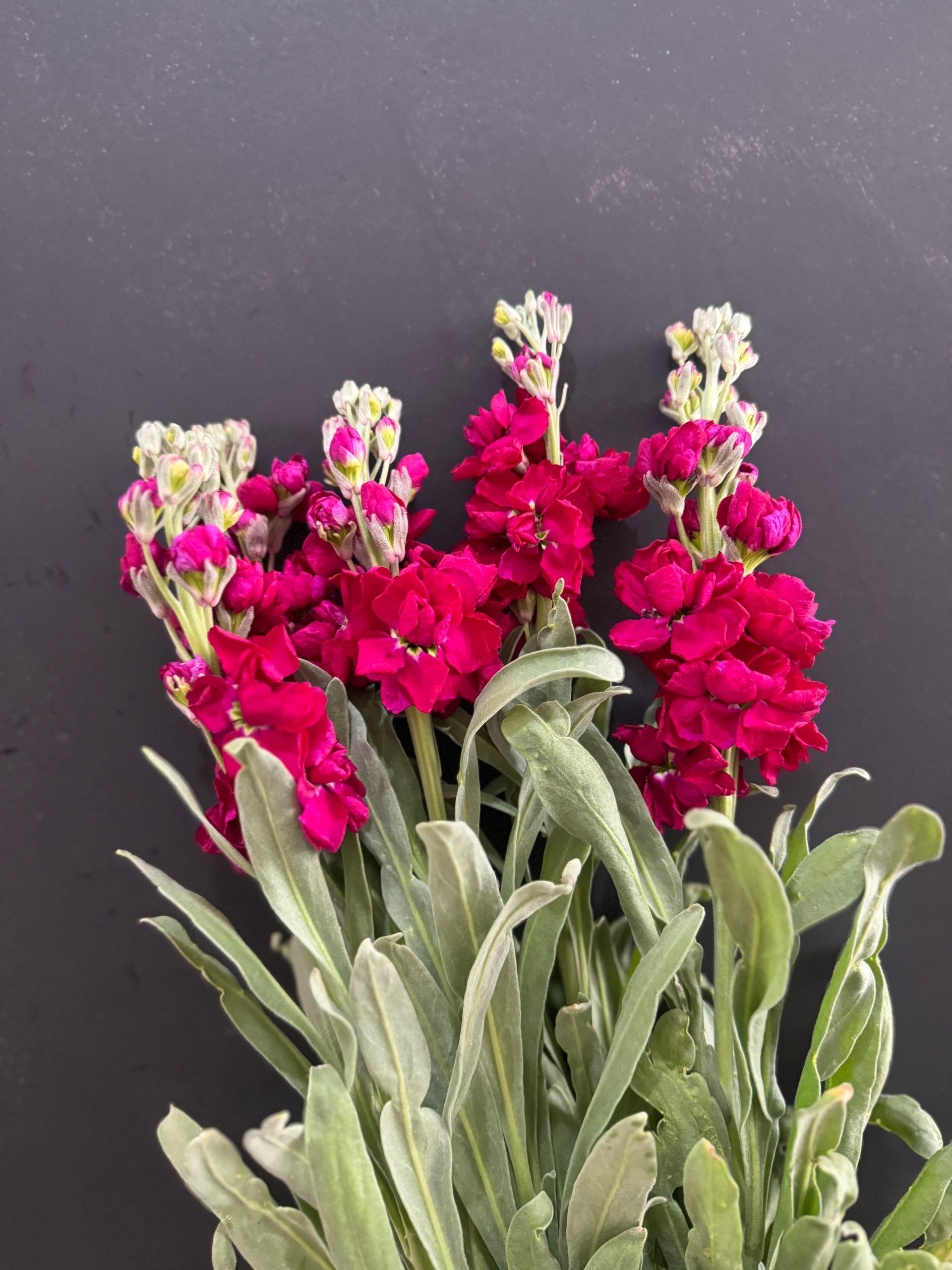 Bouquet of Vibrant Red Flowers With White Buds, Green and Silver Foliage — J'adore Flowers & Gifts Cairns in Earlville, QLD