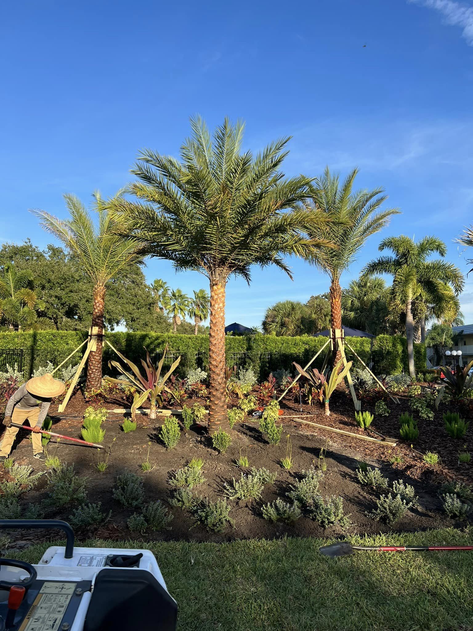 Three palm trees in a newly landscaped garden, supported by stakes, under a clear blue sky.