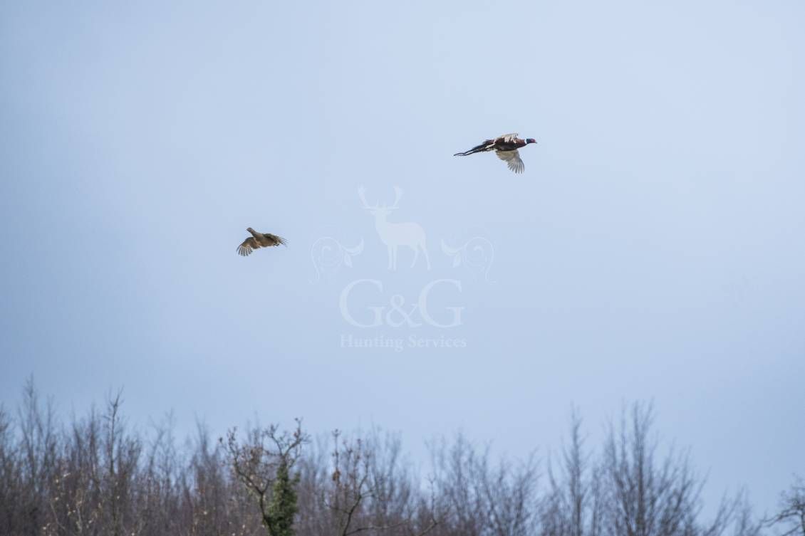 Battuta all'inglese - G&G Hunting Services