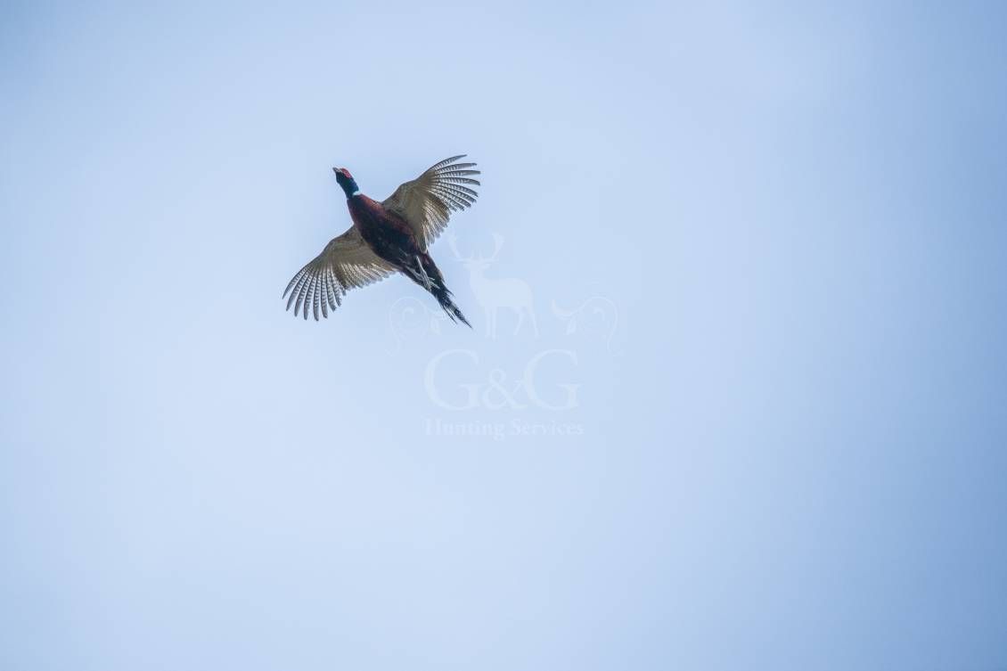 Battuta all'inglese - G&G Hunting Services