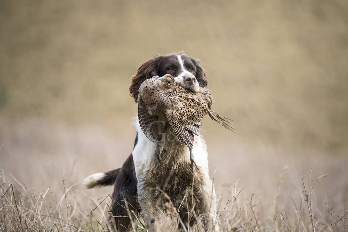 Battuta all'inglese - G&G Hunting Services