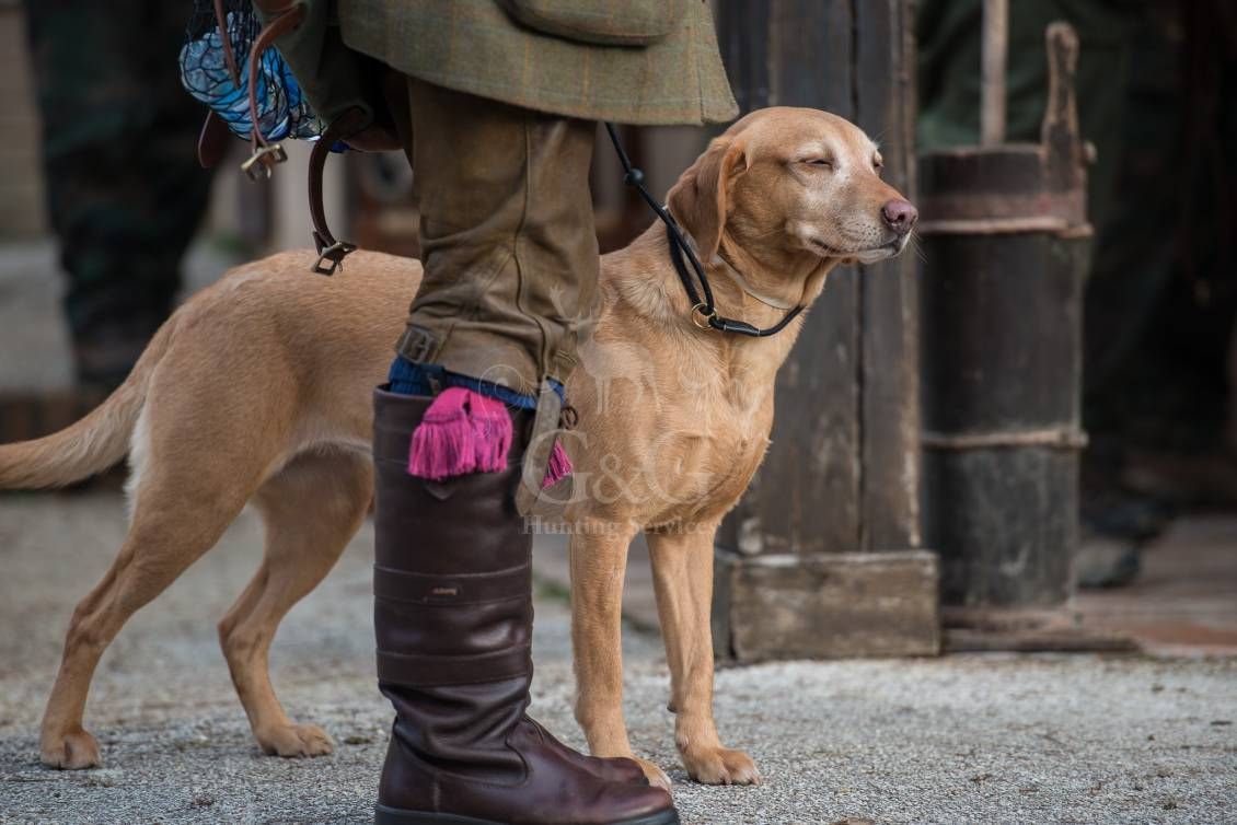 Battuta all'inglese - G&G Hunting Services