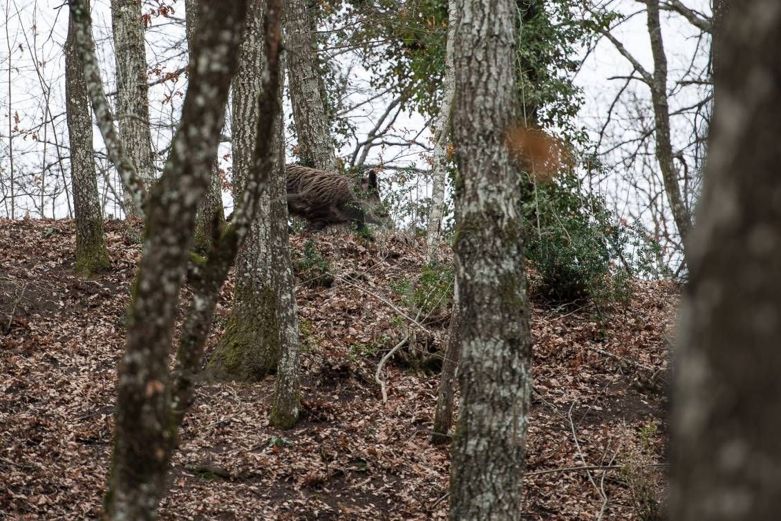 DRIVEN WILD BOAR - G&G Hunting Services