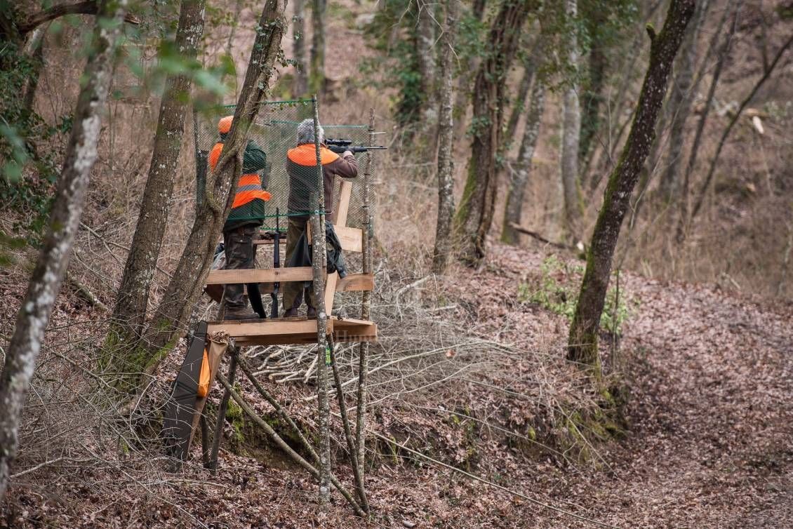 DRIVEN WILD BOAR - G&G Hunting Services