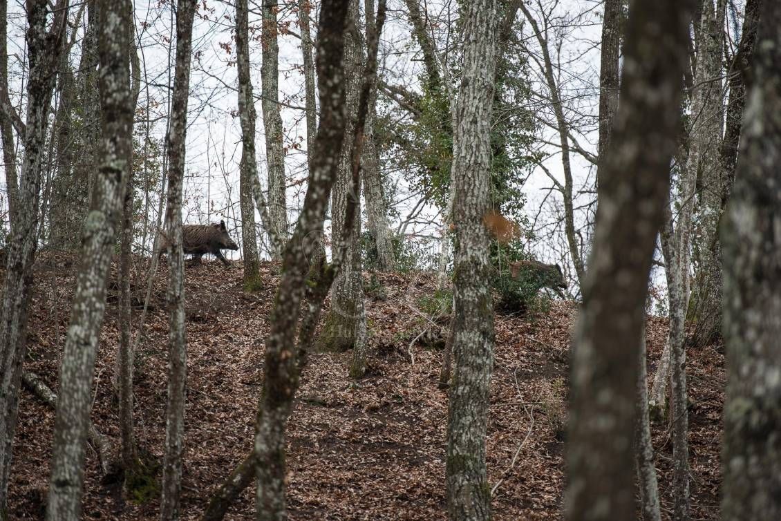 DRIVEN WILD BOAR - G&G Hunting Services