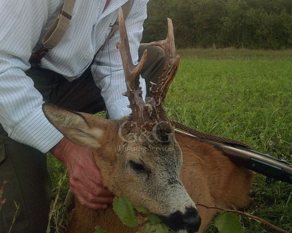 ROE DEER - CACCIA UNGULATI DI SELEZIONE
