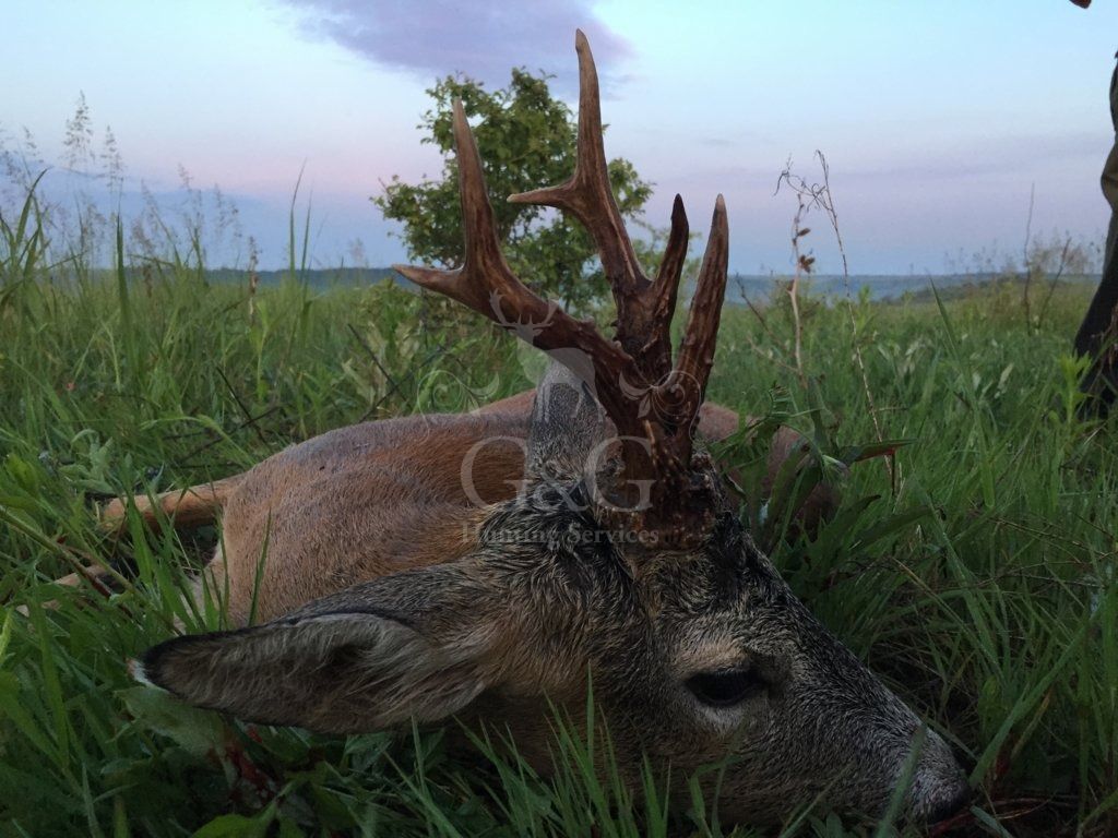 ROE DEER - CACCIA UNGULATI DI SELEZIONE