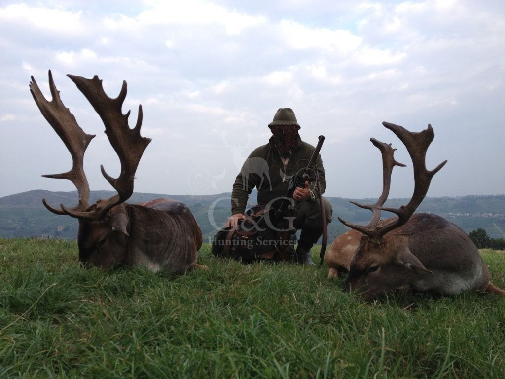 FALLOW DEER - CACCIA UNGULATI DI SELEZIONE