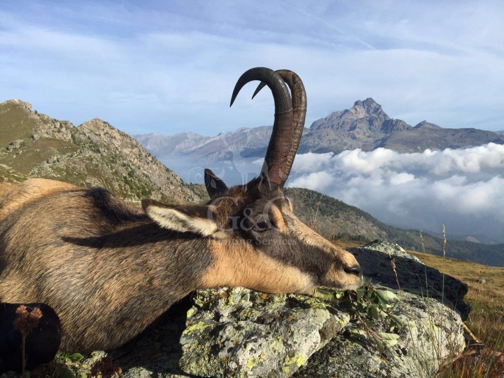 TROPHIES - CACCIA IN MONTAGNA