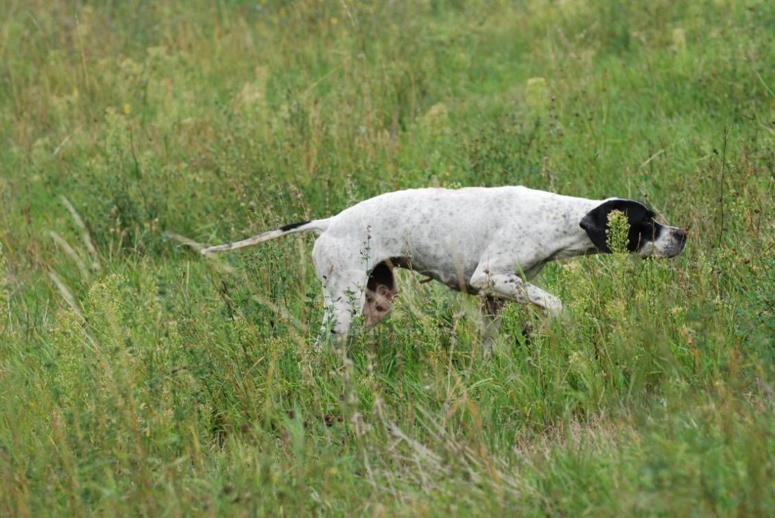 POINTING DOG