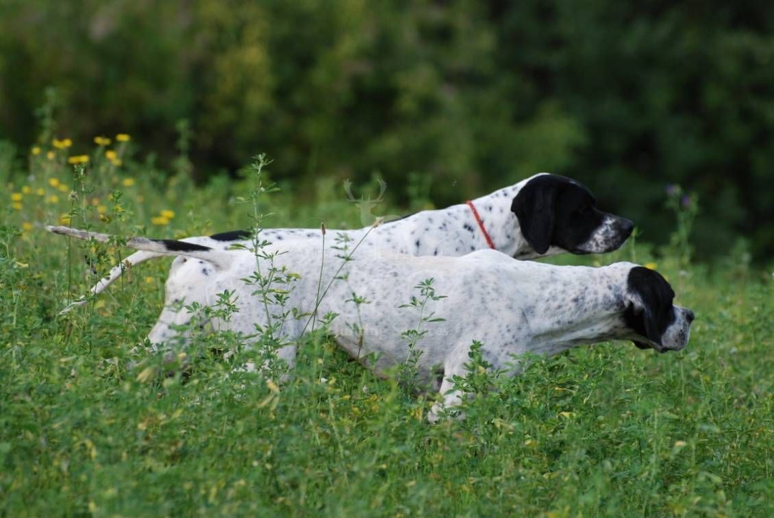 POINTING DOG