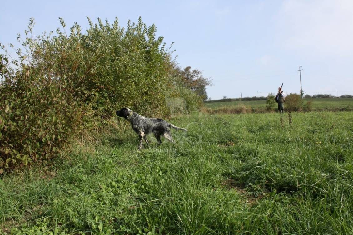 HUNTING DAY - caccia con cane da ferma