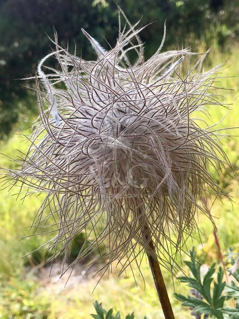 ABOUT CHAMOIS ALPINE HUNTING DAY - CACCIA IN MONTAGNA - G&G HUNTING SERVICES