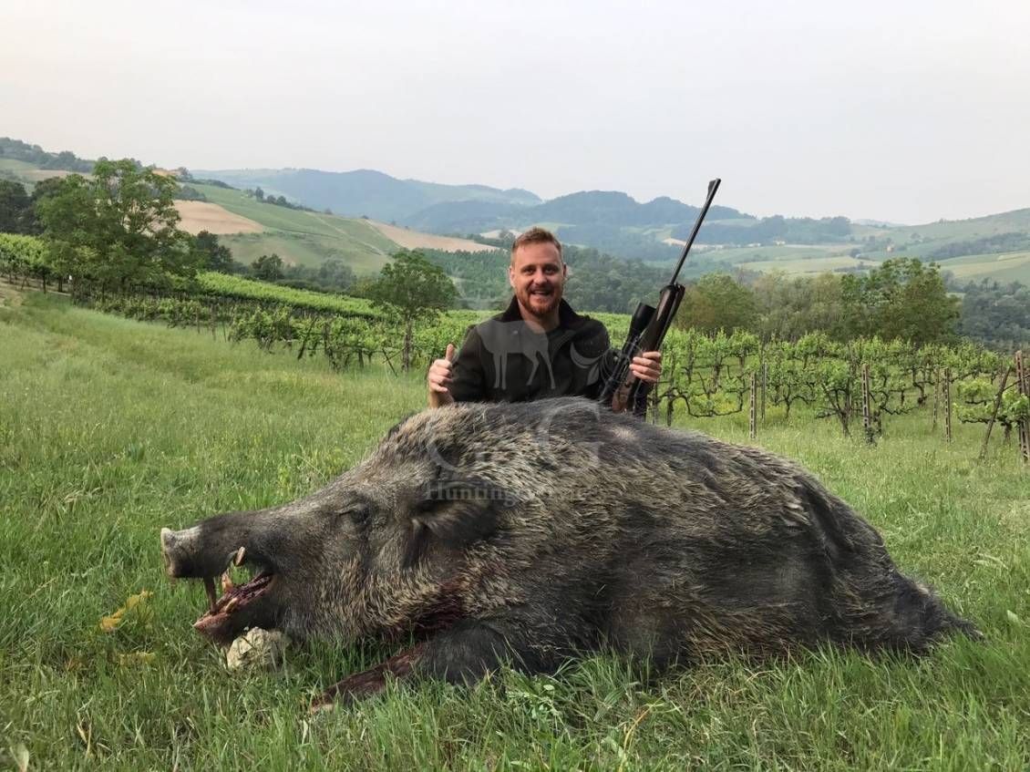 WILD BOAR- CINGHIALE - ciaccia ungulati di selezione