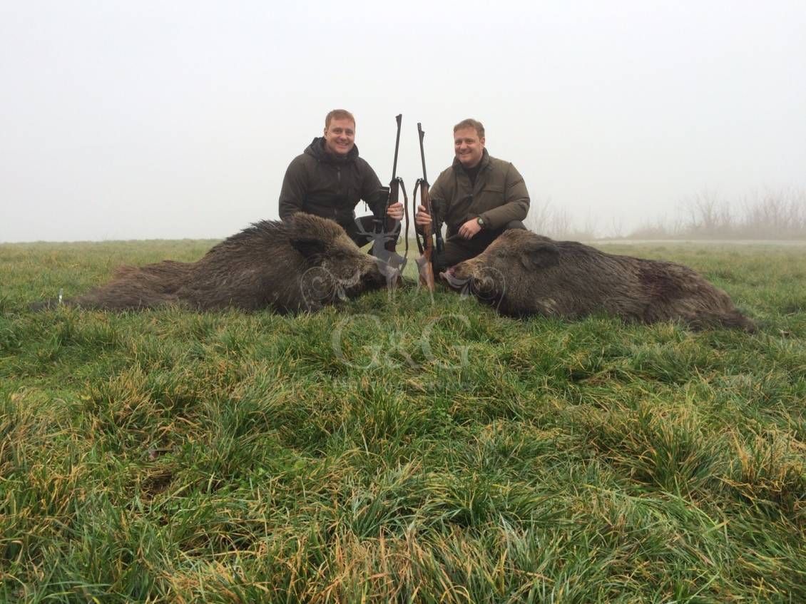 WILD BOAR- CINGHIALE - ciaccia ungulati di selezione