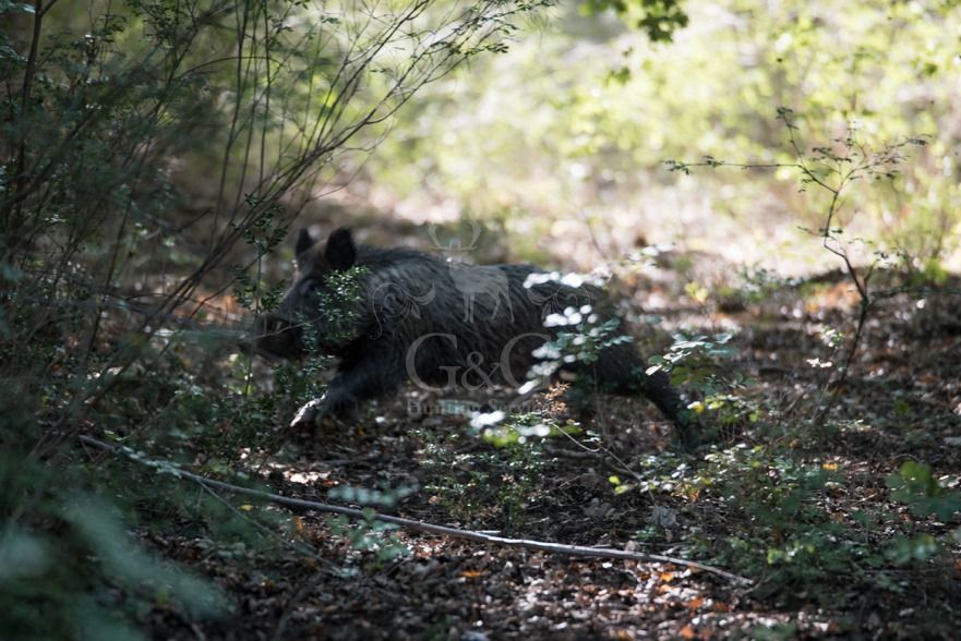 DRIVEN WILD BOAR - G&G Hunting Services