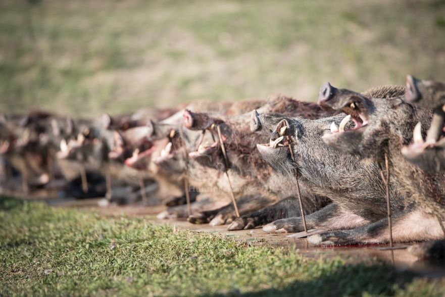 DRIVEN WILD BOAR - G&G Hunting Services