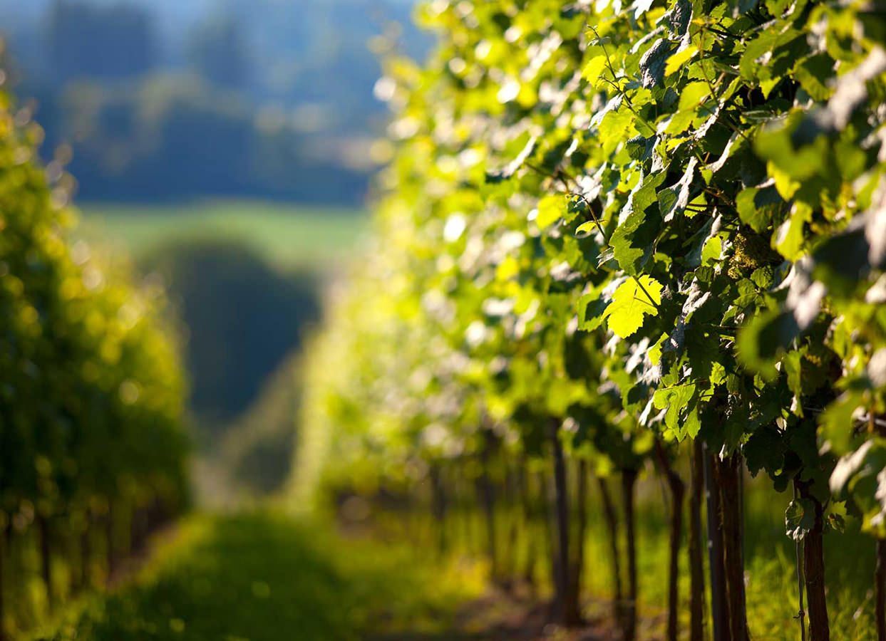 vineyards at sunset