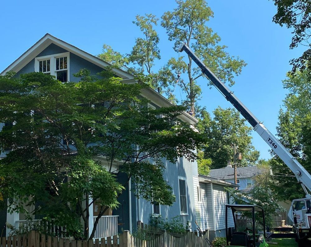 crane operating on tree removal