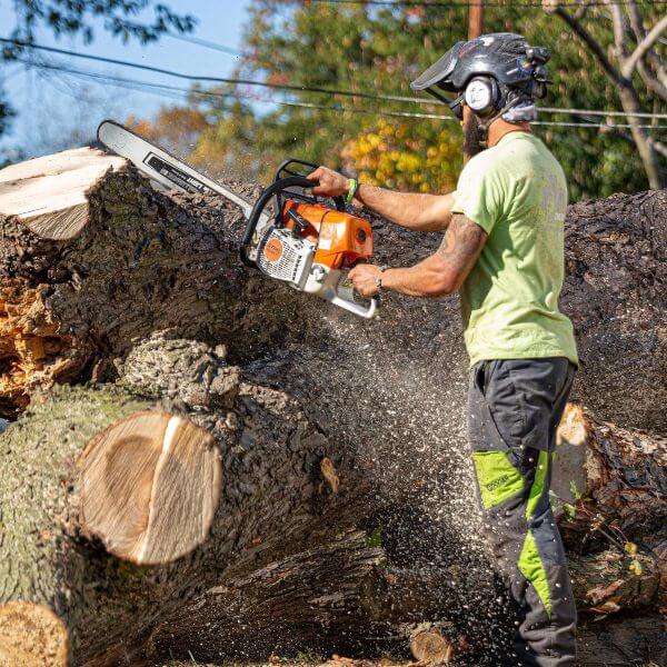 tree service worker cutting storm damaged trees