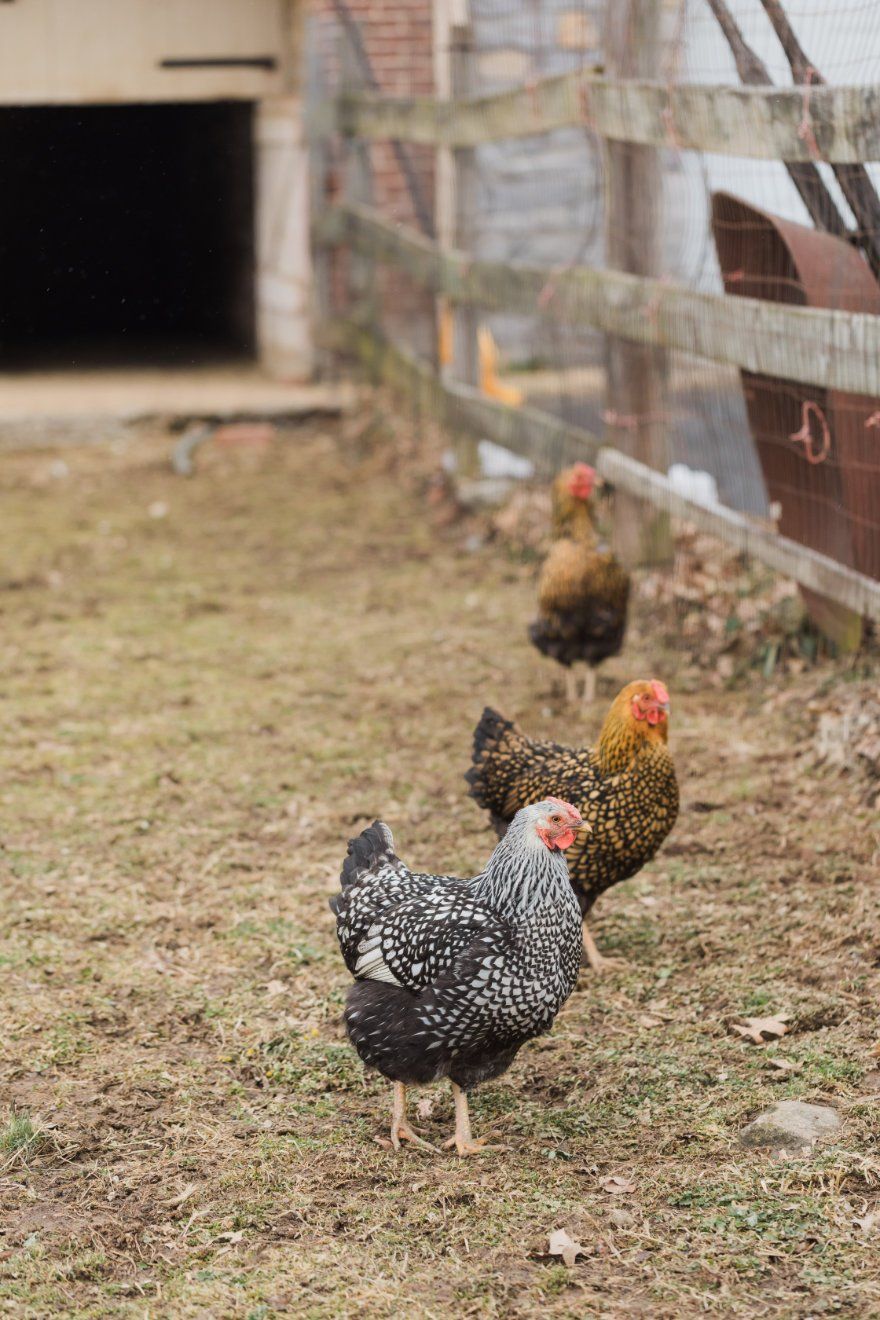 A group of chickens are standing in a field next to a fence.