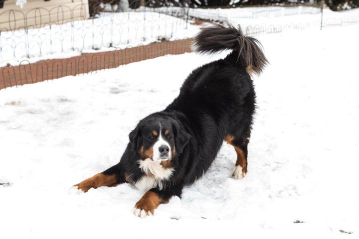 A bernese mountain dog is stretching in the snow.