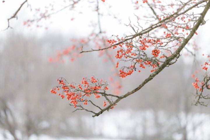A tree branch with red berries on it in the snow.