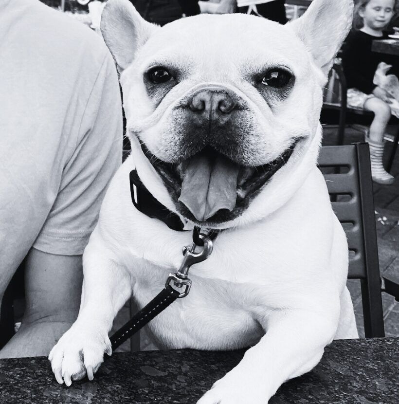 French bulldog sits happily at a table, black collar and leash. Outdoor setting.