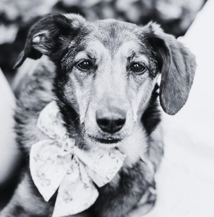 Dog wearing a bow tie, looking directly at the camera in black and white.