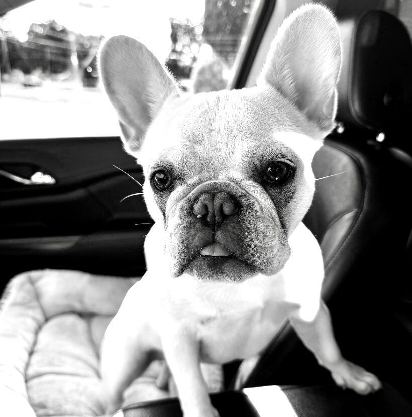 French bulldog with tongue out in a car. Black and white image.