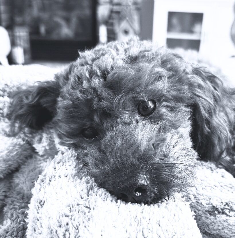 Black poodle rests on a fluffy blanket, looking at the viewer with a gentle expression.