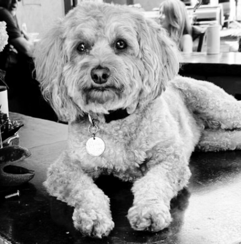 Fluffy dog with curly fur and collar, resting on a counter in a cafe.