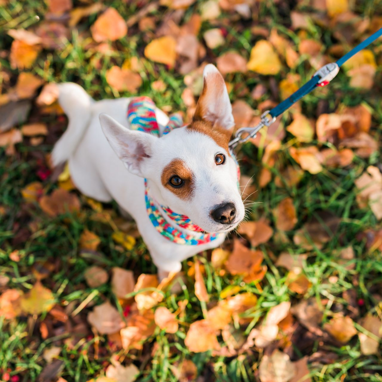 Dog with a colorful bandana on a leash, looking up, surrounded by fall leaves.