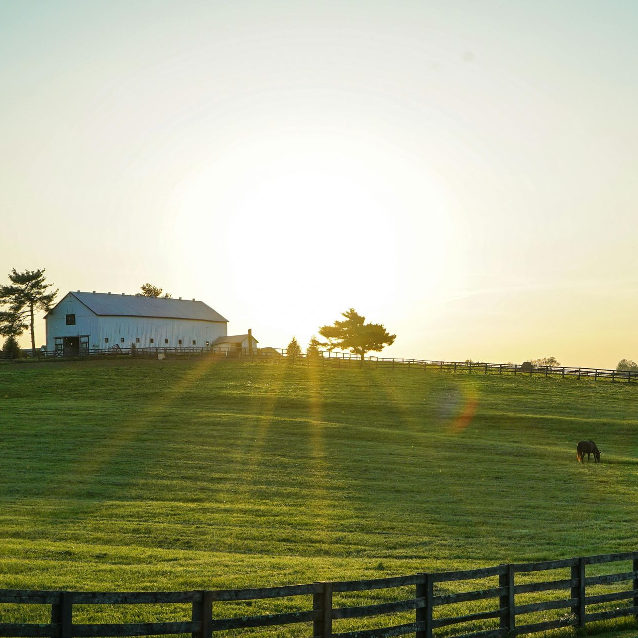 A white barn and field in golden sunlight. A horse grazes in the grass.