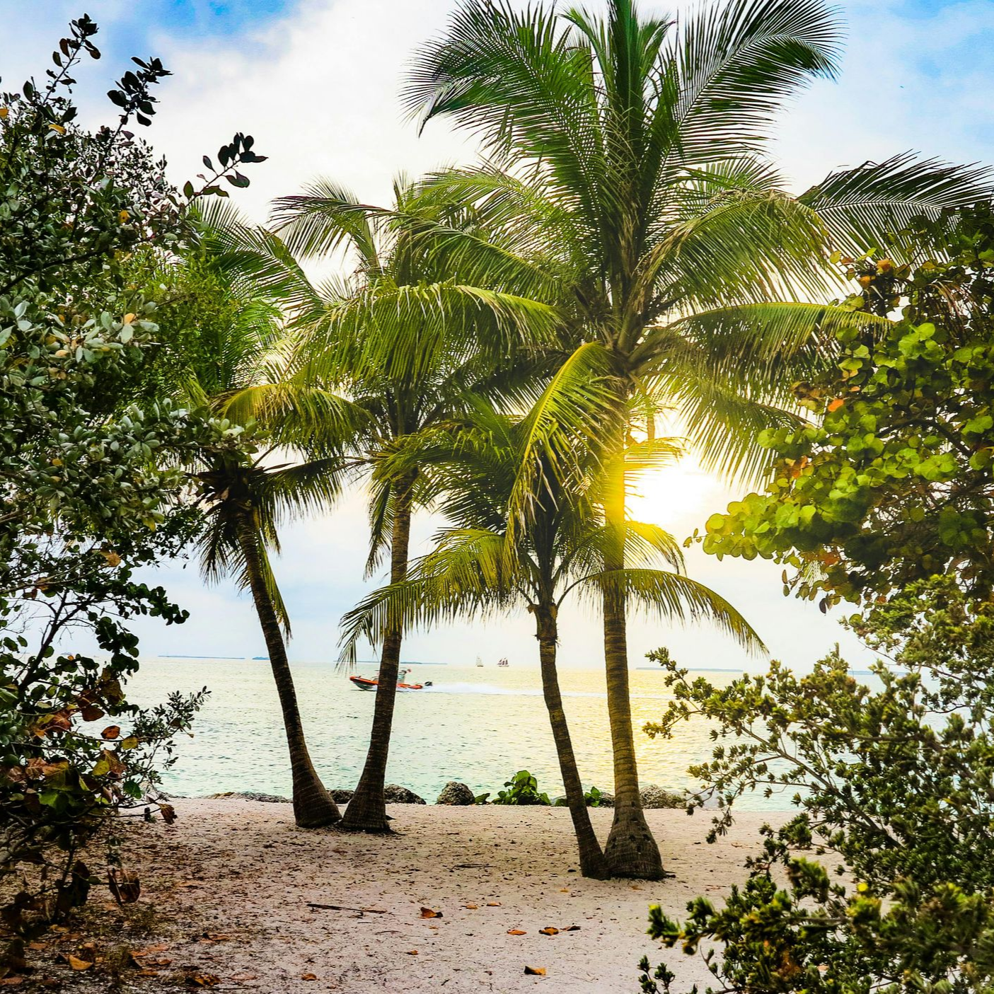 Palm trees on a white sandy beach with sun shining through.