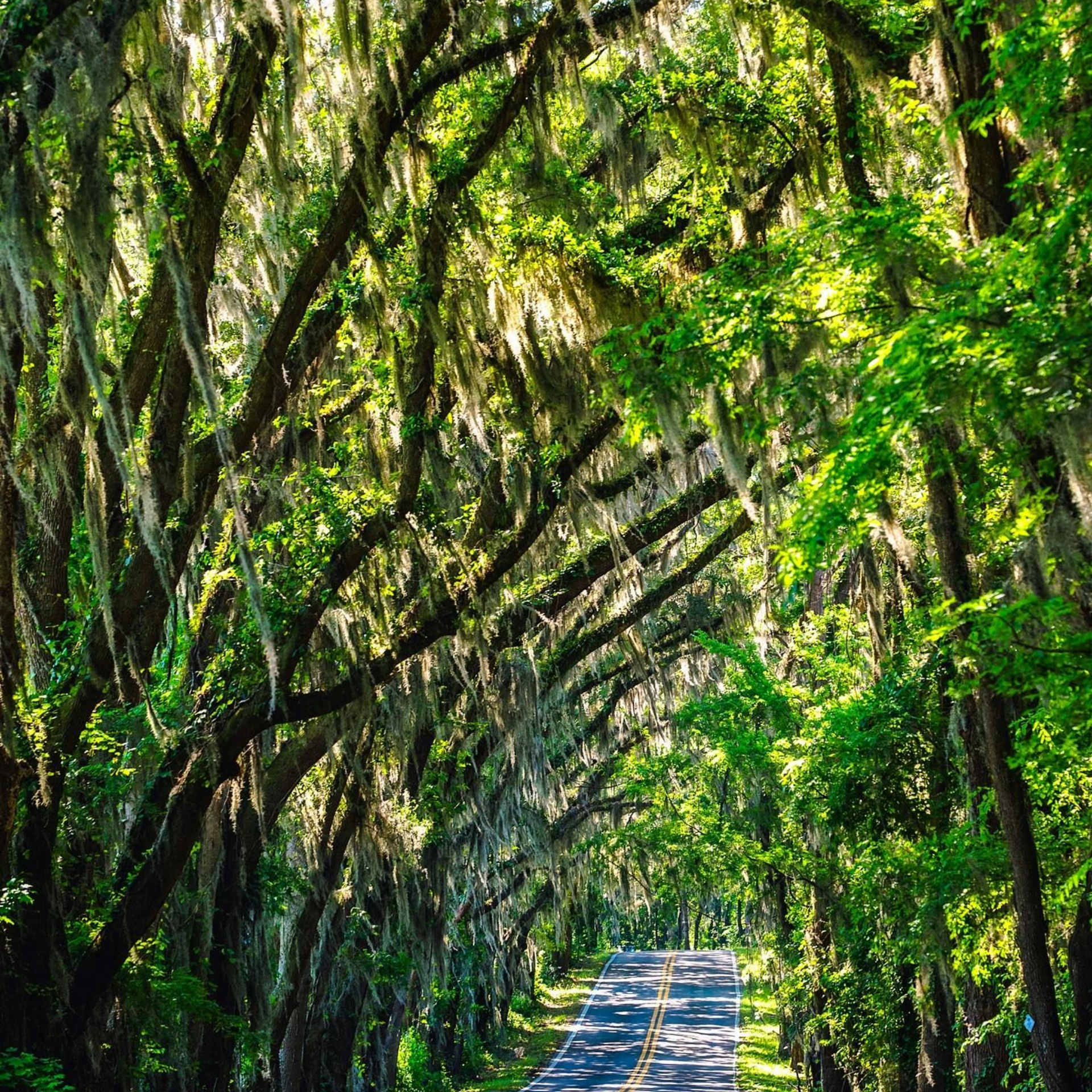 A tree-lined road with Spanish moss hanging from branches, sunlight filtering through.