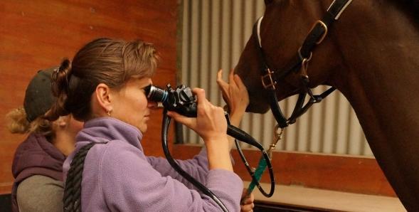 Test during equine veterinary treatments in Canterbury