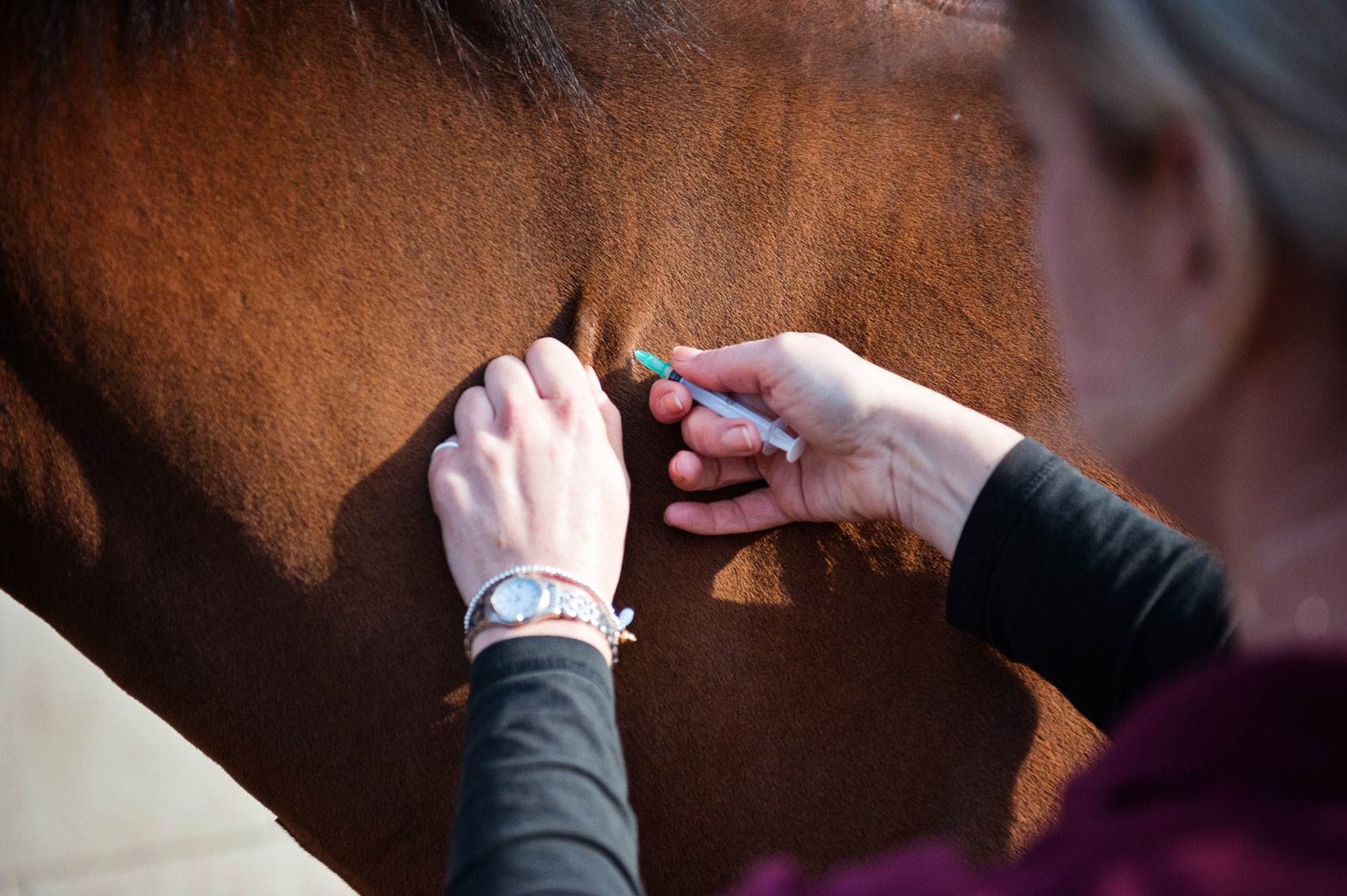A vet preparing equine treatments in Canterbury