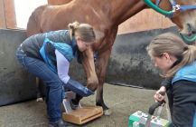 Horse leg check