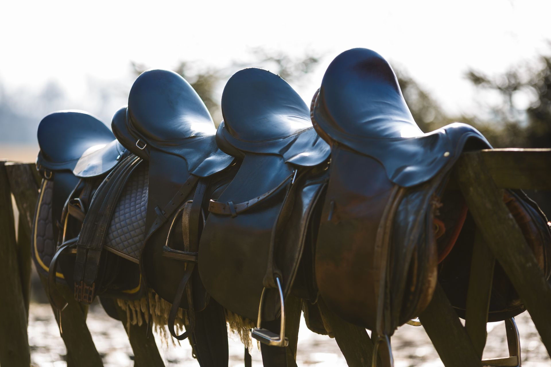 Equipaggiamento per cavallo