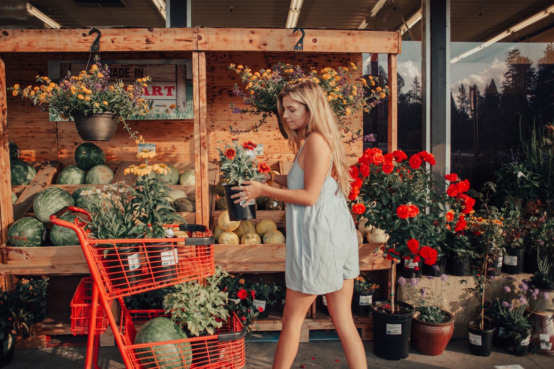 Woman shopping for plants at a garden center. Watermelons, hanging baskets, red cart, and bright flowers.
