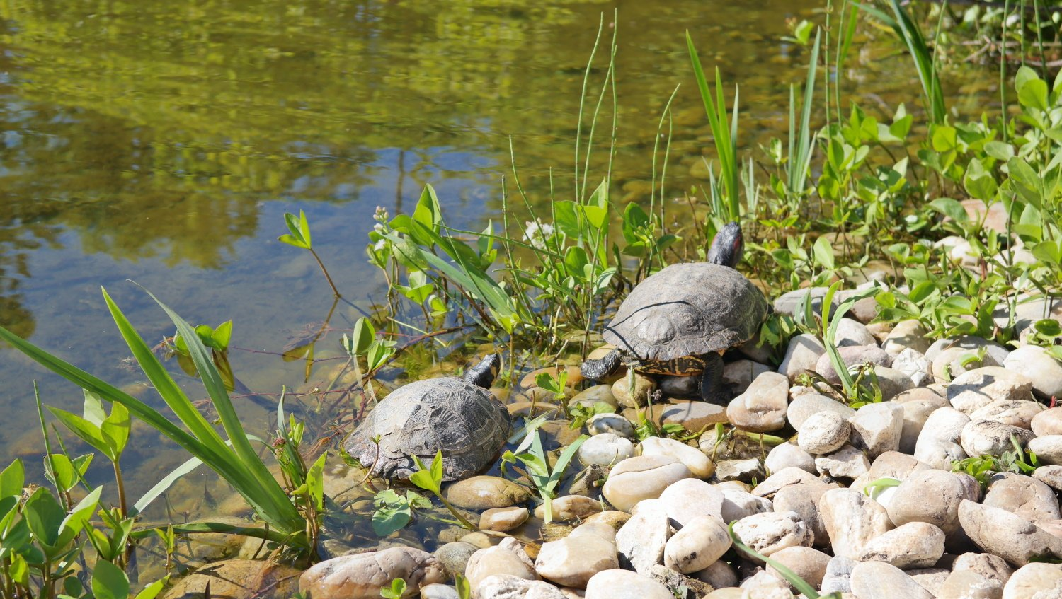 Schildkröten im Setagayapark in Wien