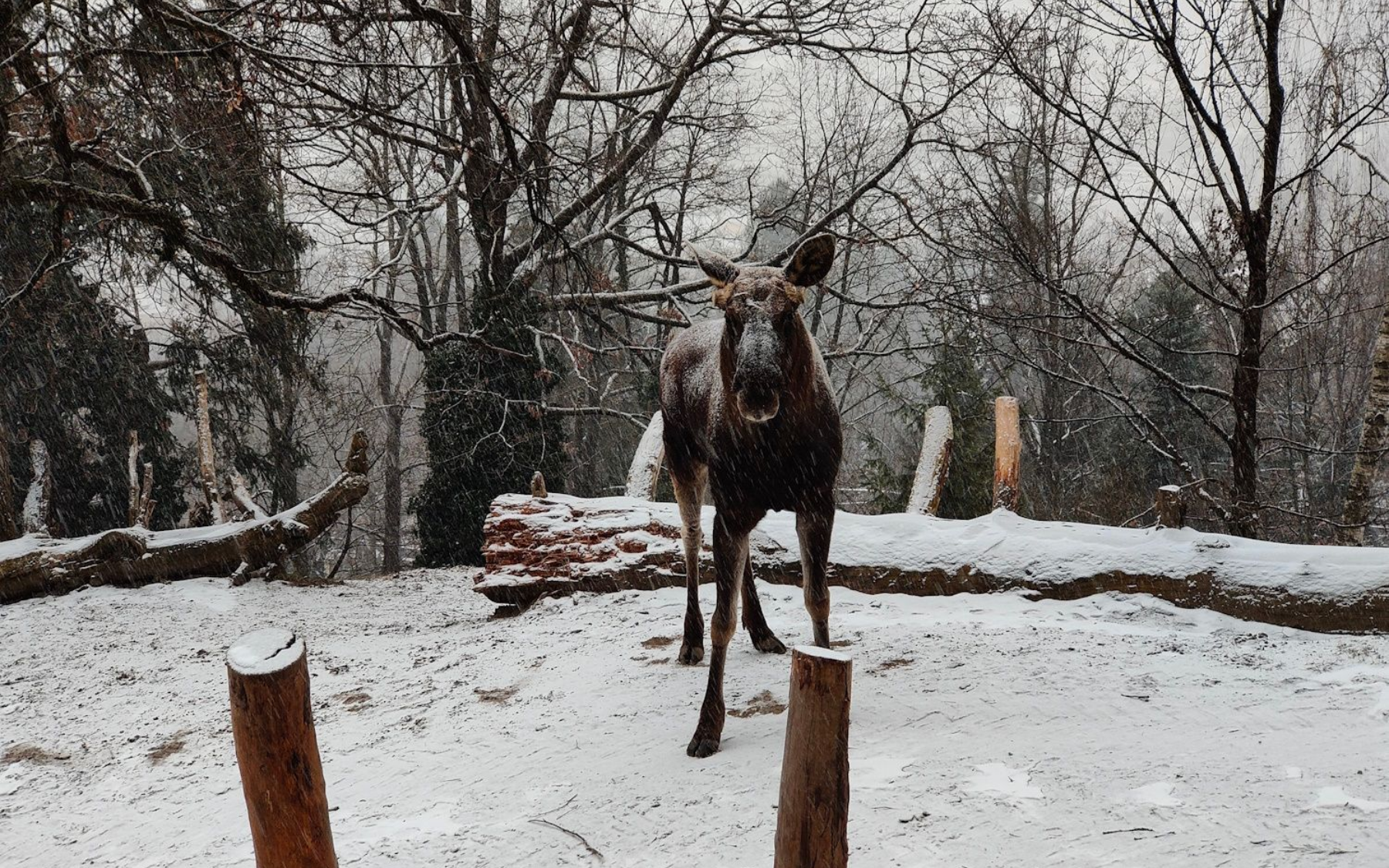 Moose standing in snowy clearing, surrounded by trees and falling snow.
