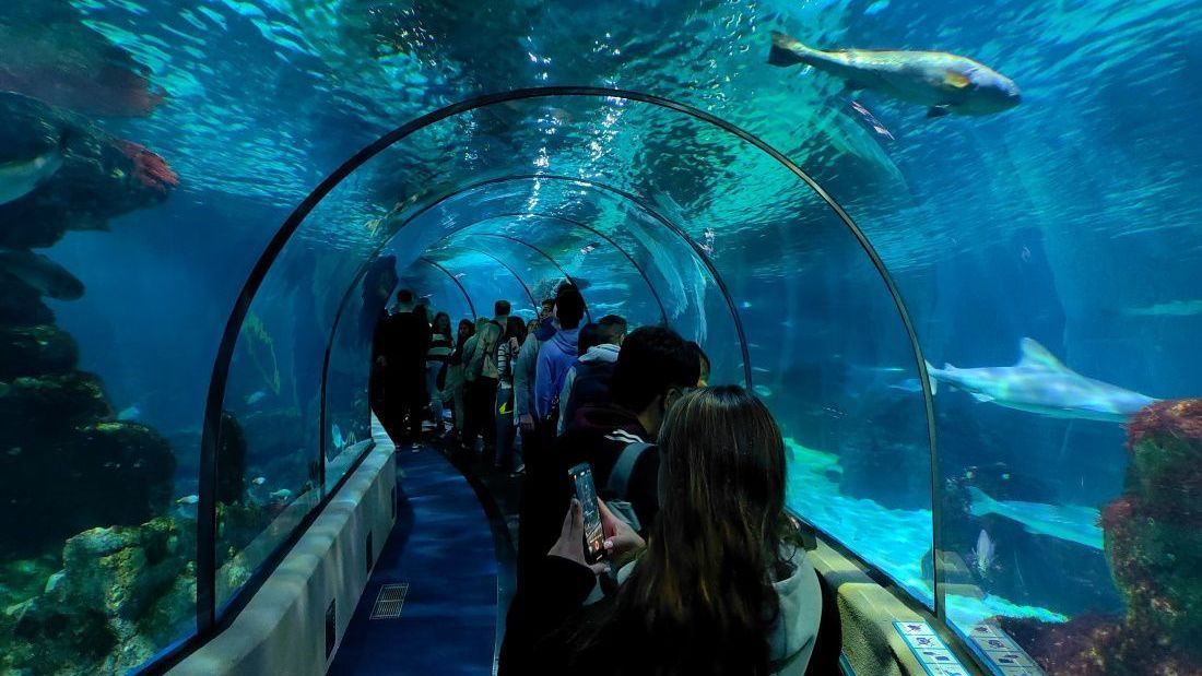 Barcelona Aquarium A group of people are walking through a tunnel in an aquarium.