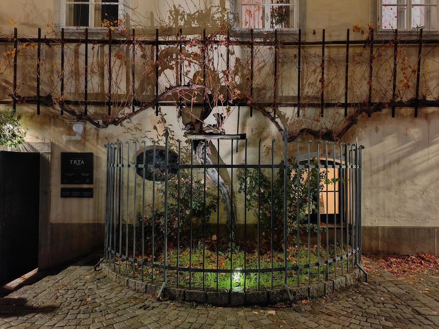 Die älteste Weinrebe Maribor Ivy-covered building with a round, caged garden in front. Dark metal fence and leaves. Nighttime scene.