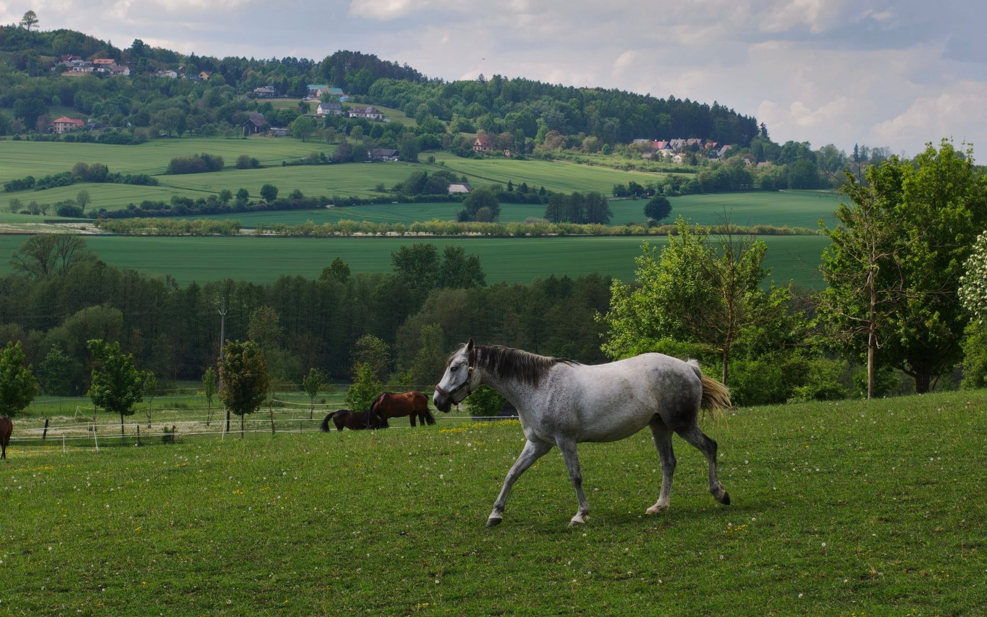 Gray horse grazing in a green pasture with hills and trees in the background