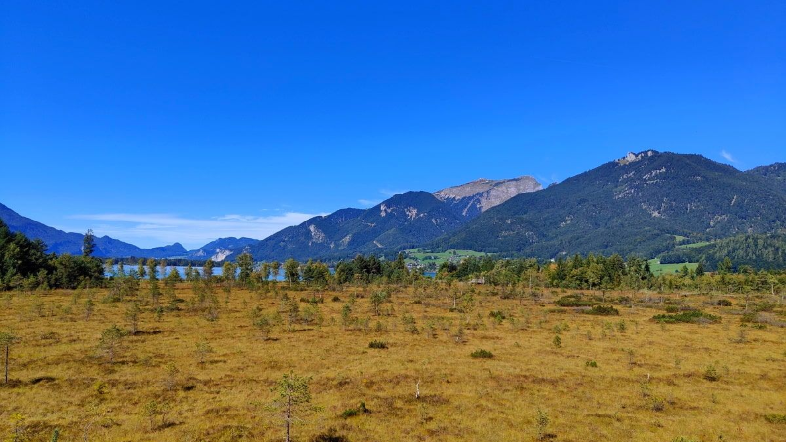 Golden field with small trees, blue sky, and mountains.