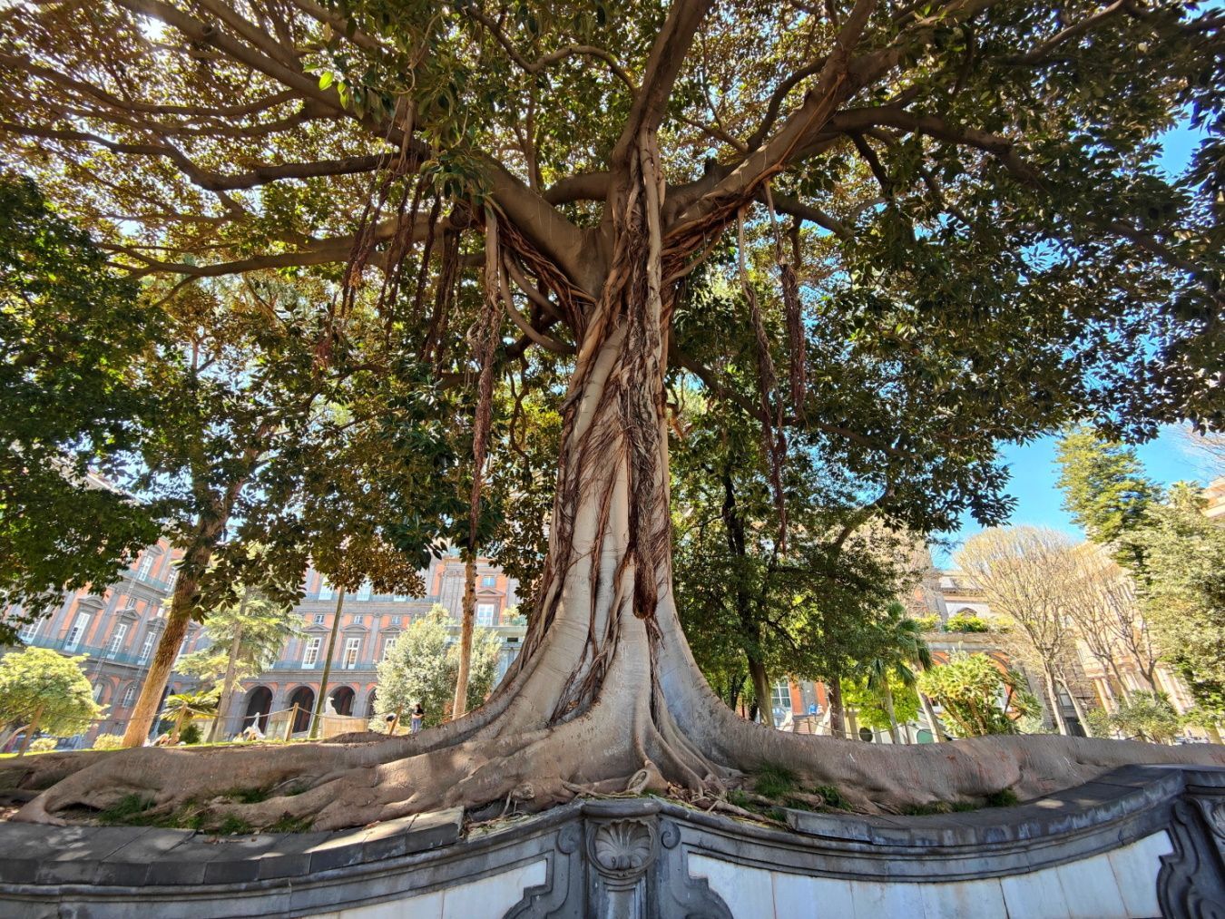 A large tree in a park with a building in the background