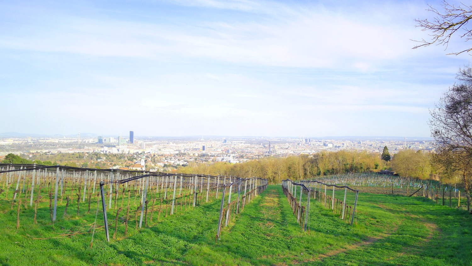 Weinberge und Aussicht Wien.